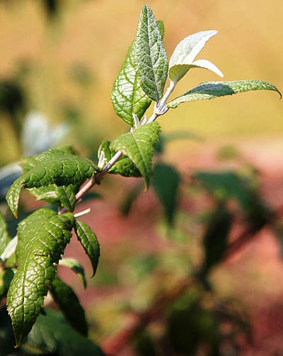 Buddleja auriculata -  new leaves; Photographed by Johannes Vogel